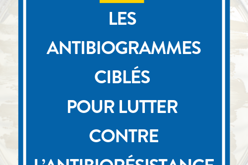 Vignette article site JIB (13)